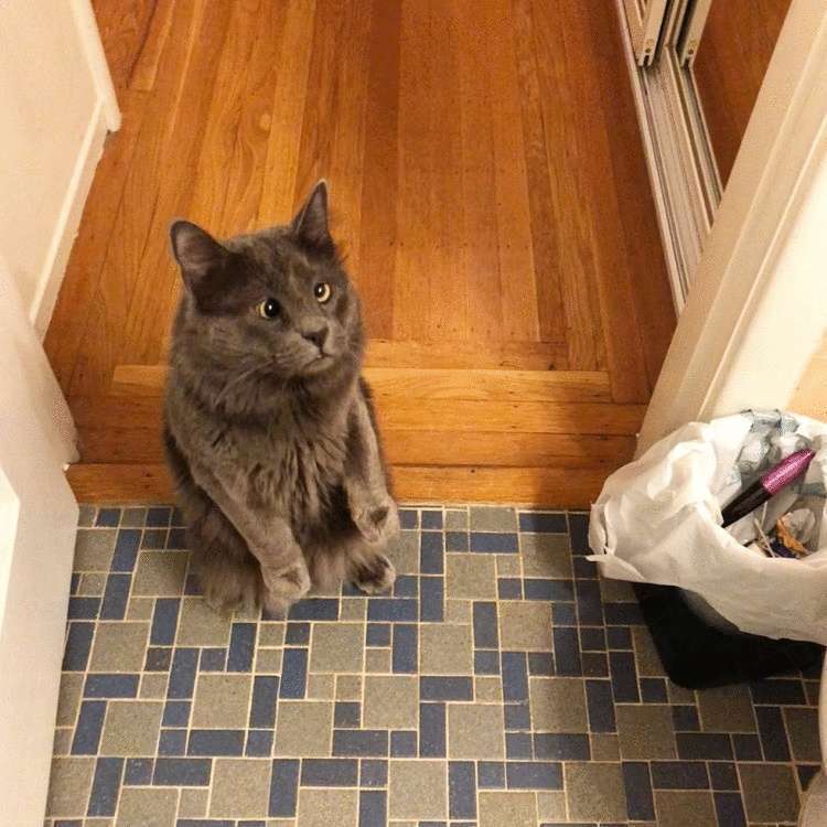 Этот котик даже в душ с хозяйкой ходит в благодарность за то, что она забрала его из приюта