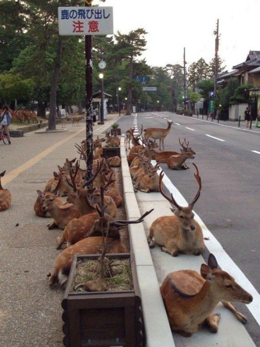 Пока люди сидят на карантине, животные хозяйничают в городе