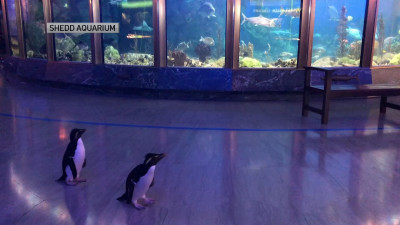 В американском аквариуме, закрытым из-за коронавируса, пингвинов выпустили на прогулку