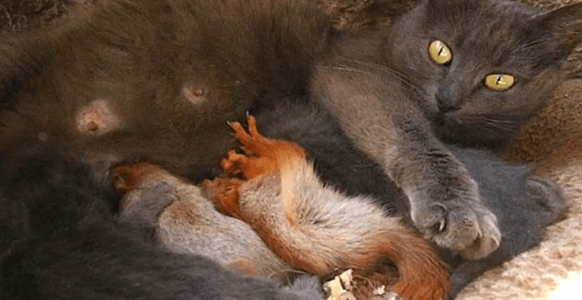  Кошка Пуша каждый день бросала своих новорожденных малышей и убегала в лес