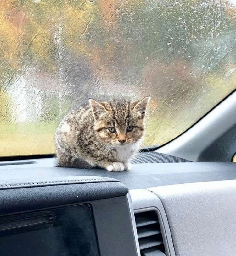 Маленький котенок сидел на парковке под дождем и плакал, моля прохожих о помощи