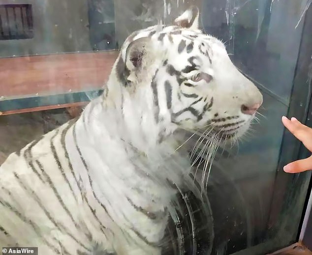 Психологи помогли тигру, который от грусти вытоптал у себя в вольере круг