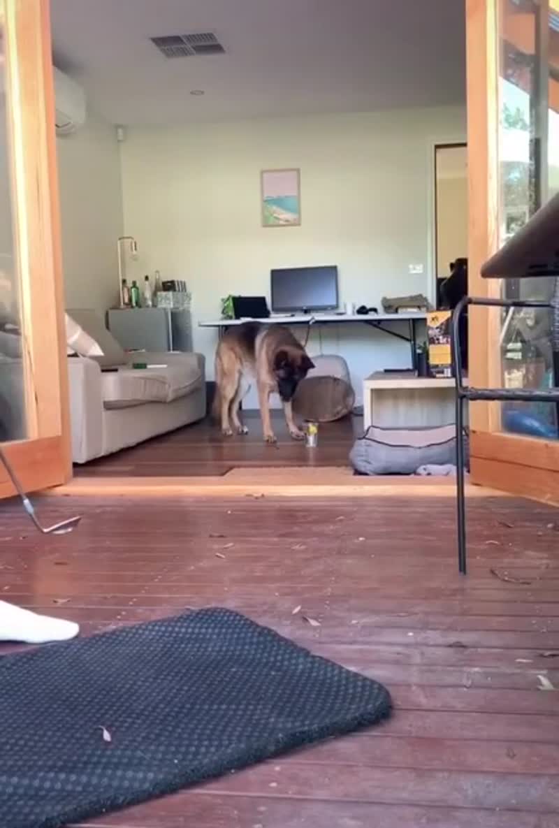 Пес спас монитор