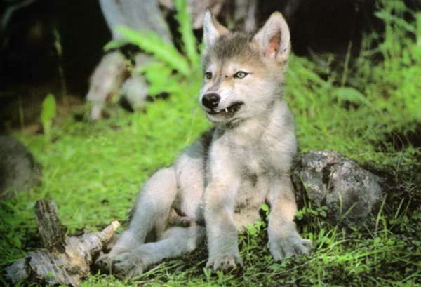 После гибели своей волчицы, овдовевший волк сам заботится о пятерых волчатах