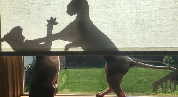 Битва динозавров