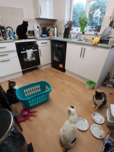 18 котиков в гостях не у себя дома. Люди обнаруживали у себя дома котов, но это были вообще не их коты!