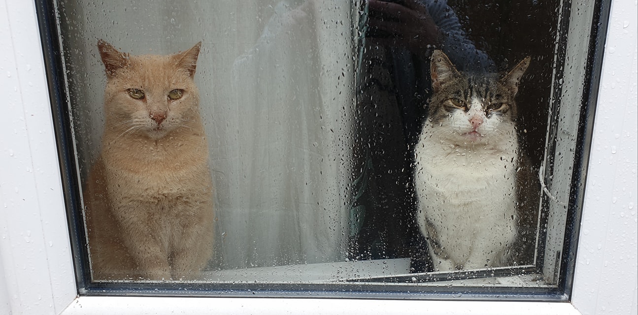 18 котиков в гостях не у себя дома. Люди обнаруживали у себя дома котов, но это были вообще не их коты!