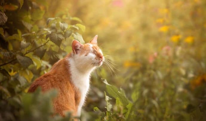 Слепой одноглазый кот воспринимает окружающий мир совсем не так, как здоровые его сородичи