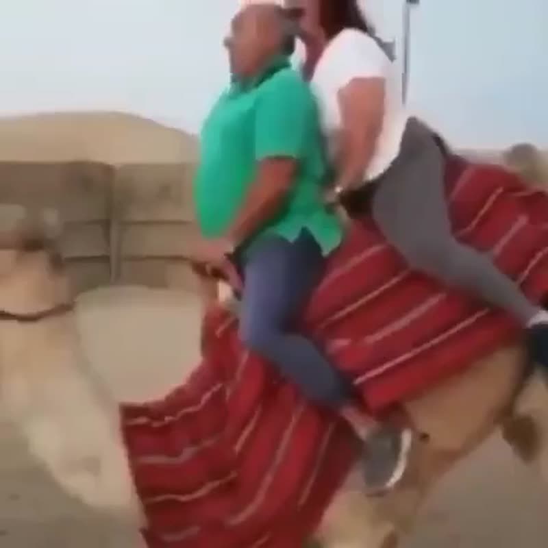 Бедный верблюд не ожидал такого веса