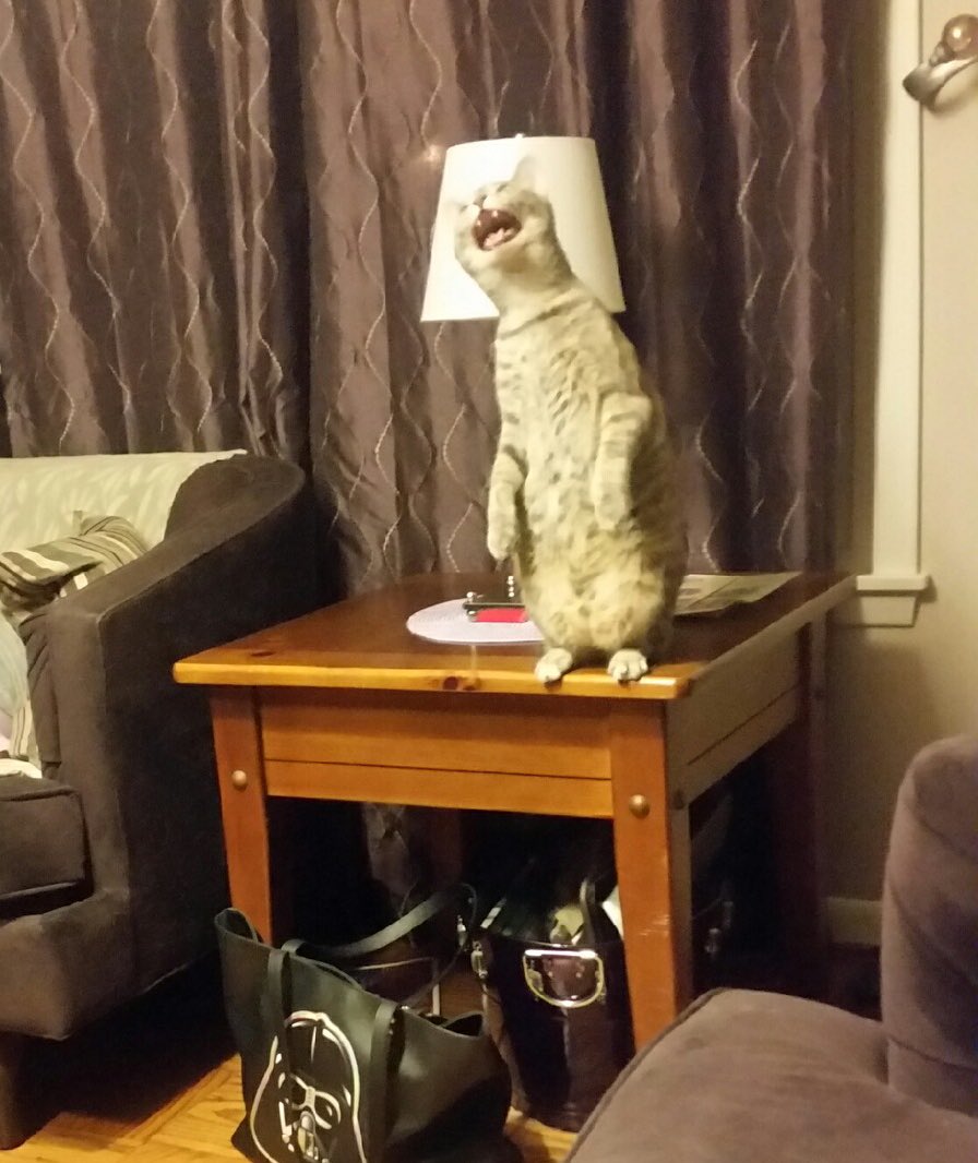 Челлендж кошек. Фото-ЧЕЛЛЕНДЖ кошек. Кот пытается поймать интернет.