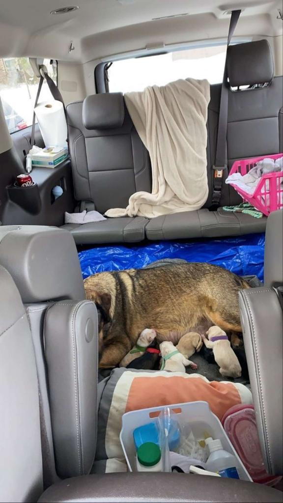 Чтобы собака родила в тепле, семья из Техаса провела в машине 12 часов