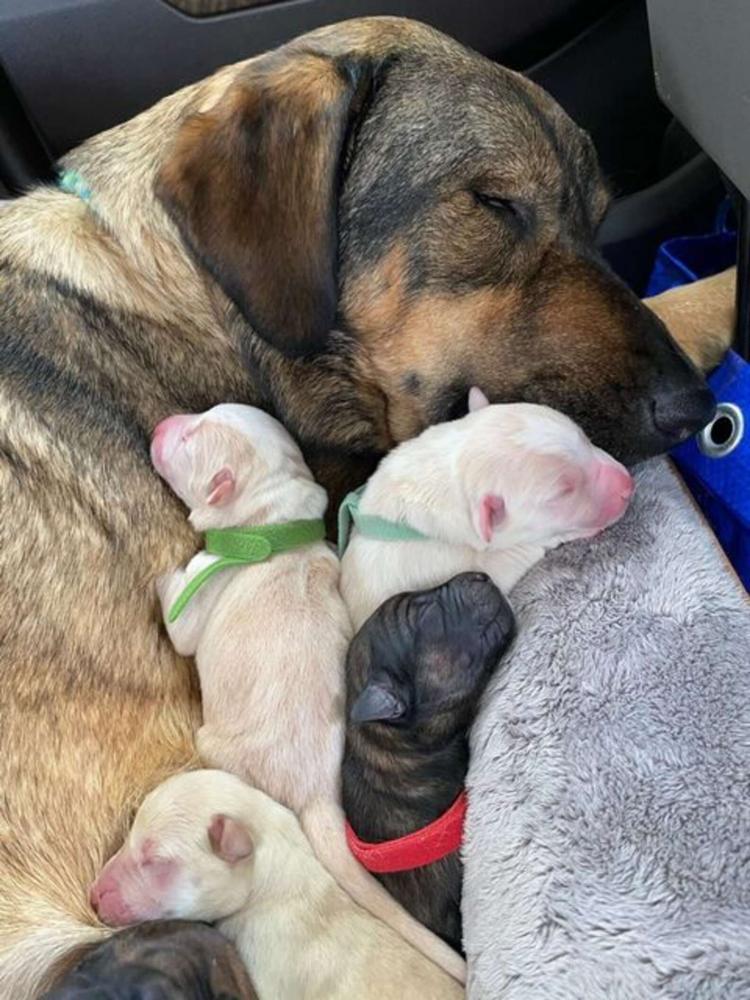 Чтобы собака родила в тепле, семья из Техаса провела в машине 12 часов