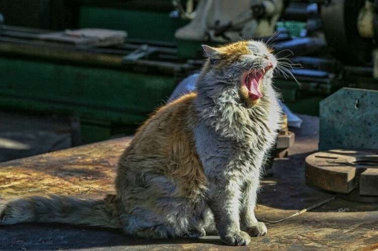 Необычного окраса кошка по кличке Грязь живет в музее северной железной дороги Невады
