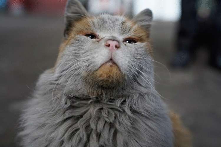 Необычного окраса кошка по кличке Грязь живет в музее северной железной дороги Невады