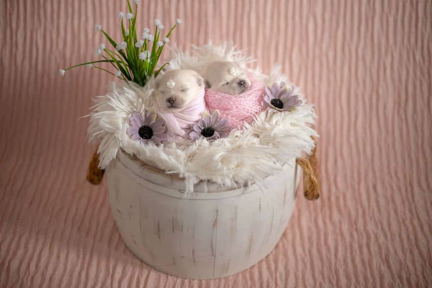 Милая фотосессия новорожденных померанских щенков