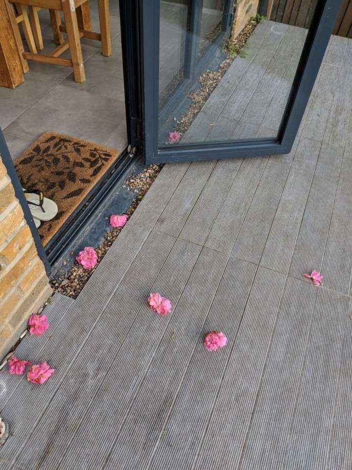 Соседская кошка каждый день приносит цветы из своего сада в подарок