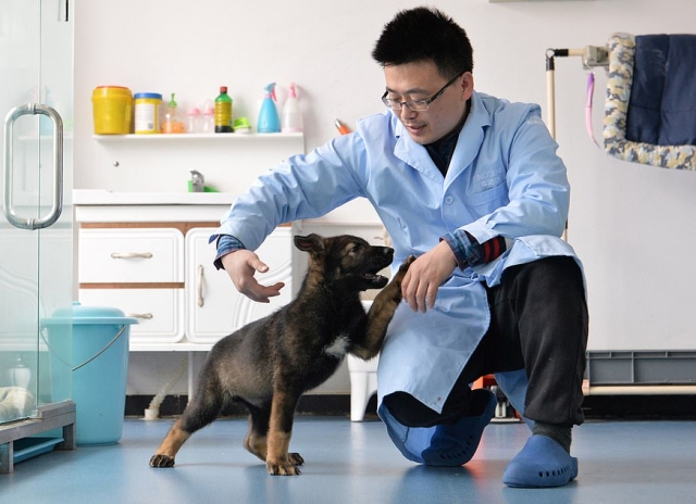 В Китае первый клон полицейской собаки приступил к тренировкам