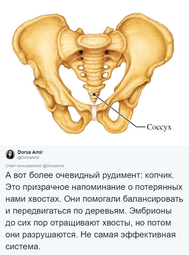 Какие органы в теле современного человека являются "лишними", и для чего они использовались ранее