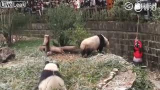 Девочка упала в вольер с пандами
