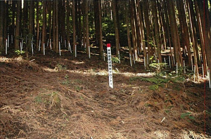 Полувековой эксперимент, или кто расставил деревья в японском лесу