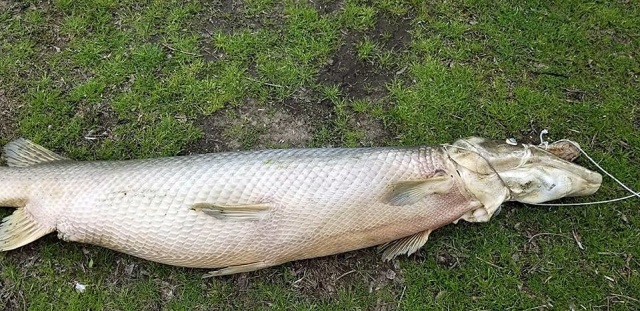 В Новом Орлеане в парке выловили доисторическую рыбу