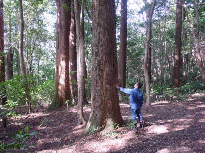 Полувековой эксперимент, или кто расставил деревья в японском лесу