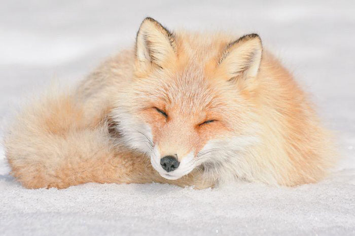 7 самых милых животных с острова Хоккайдо